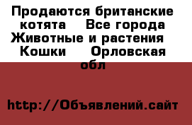 Продаются британские котята  - Все города Животные и растения » Кошки   . Орловская обл.